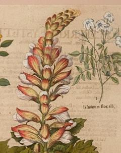 Basilius Besler 17th Century Botanical Engraving Published Nuremburg 1640 - 3077395