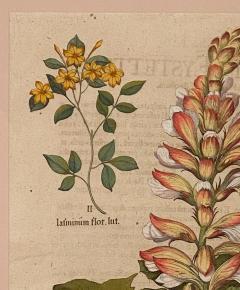 Basilius Besler 17th Century Botanical Engraving Published Nuremburg 1640 - 3077396