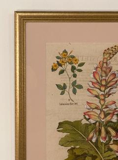 Basilius Besler 17th Century Botanical Engraving Published Nuremburg 1640 - 3077399