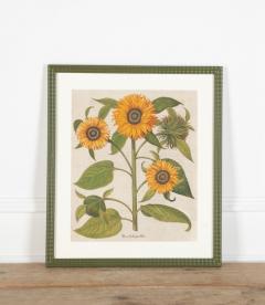 Basilius Besler 17th Century Hand Coloured Engraving of Sunflowers by Basilius Besler - 4281593