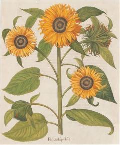 Basilius Besler 17th Century Hand Coloured Engraving of Sunflowers by Basilius Besler - 4281594