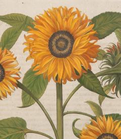 Basilius Besler 17th Century Hand Coloured Engraving of Sunflowers by Basilius Besler - 4281595
