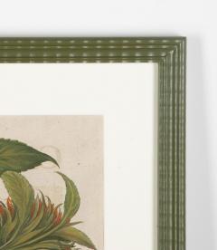 Basilius Besler 17th Century Hand Coloured Engraving of Sunflowers by Basilius Besler - 4281598