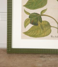 Basilius Besler 17th Century Hand Coloured Engraving of Sunflowers by Basilius Besler - 4281599