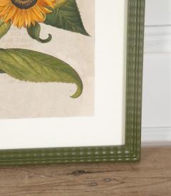 Basilius Besler 17th Century Hand Coloured Engraving of Sunflowers by Basilius Besler - 4281600
