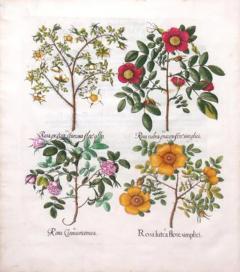 Basilius Besler BASILIUS BESLER 1561 1629 ROSEA LUTEA FLORE SIMPLICI - 3016605