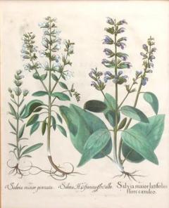 Basilius Besler BASILIUS BESLER 1561 1629 SALVIA MAIOR LATIFOLIIS FLORE CAERULEO - 3016604