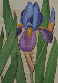 Basilius Besler Flowering Iris Plants An Early 18th C Besler Hand colored Botanical Engraving - 2707546