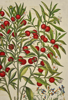 Basilius Besler Flowering Jerusalem Cherry Plants A Besler Hand colored Botanical Engraving - 2707300