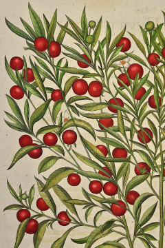 Basilius Besler Flowering Jerusalem Cherry Plants A Besler Hand colored Botanical Engraving - 2707301