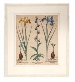Basilius Besler Four Framed Botanical Colored Engravings By Basilius Besler - 4382680