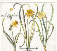 Basilius Besler Four Framed Botanical Colored Engravings By Basilius Besler - 4382686