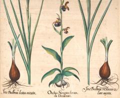 Basilius Besler Four Framed Botanical Colored Engravings By Basilius Besler - 4382736