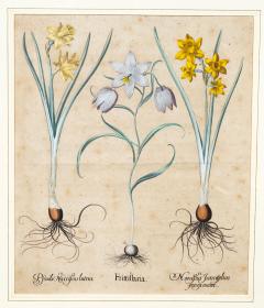 Basilius Besler Four Framed Botanical Colored Engravings By Basilius Besler - 4382737