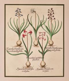 Basilius Besler Page from Hortus Eystettensis 1613  - 3345392