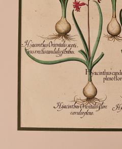 Basilius Besler Page from Hortus Eystettensis 1613  - 3345393