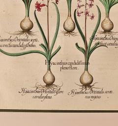 Basilius Besler Page from Hortus Eystettensis 1613  - 3345394