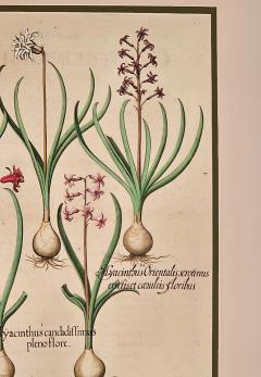 Basilius Besler Page from Hortus Eystettensis 1613  - 3345395