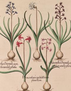 Basilius Besler Page from Hortus Eystettensis 1613  - 3345396