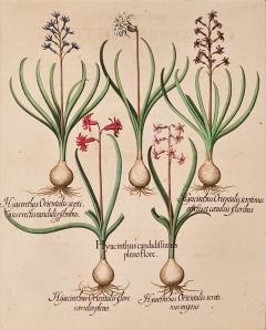 Basilius Besler Page from Hortus Eystettensis 1613  - 3345643