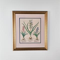 Basilius Besler Page from Hortus Eystettensis 1613  - 3346360