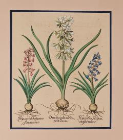 Basilius Besler Page from Hortus Eystettensis 1613  - 3346361