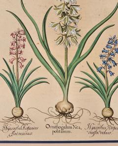 Basilius Besler Page from Hortus Eystettensis 1613  - 3346363