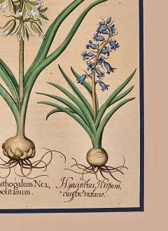 Basilius Besler Page from Hortus Eystettensis 1613  - 3346364