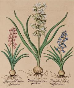 Basilius Besler Page from Hortus Eystettensis 1613  - 3346930