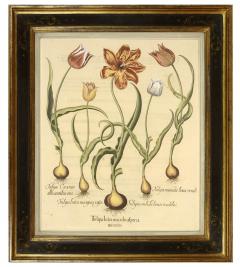 Basilius Besler Pair of Hand coloured Tulips - 790627