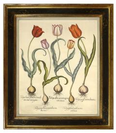 Basilius Besler Pair of Hand coloured Tulips - 790628