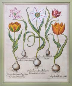 Basilius Besler Tulips by Basilius BESLER - 3500321