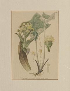 Beautifully Framed Antique Botanical - 2516429