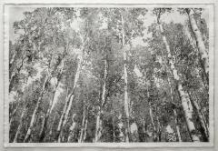 Bill Claps Aspen Canopy  - 4213200