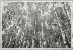 Bill Claps Aspen Canopy  - 4213226
