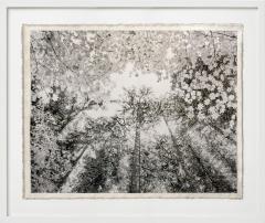 Bill Claps Forest Canopy Pacific Spirit Park II  - 4213198