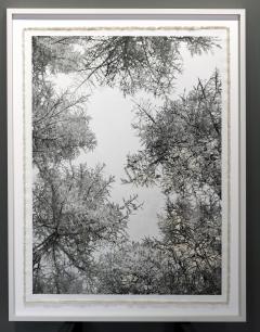 Bill Claps Larch Forest Canopy Val Fex - 4453639