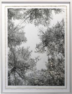 Bill Claps Larch Forest Canopy Val Fex - 4454690