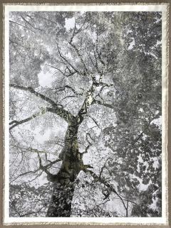 Bill Claps Prospect Park Maple - 4453638