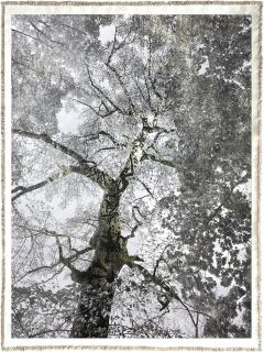 Bill Claps Prospect Park Maple - 4454688