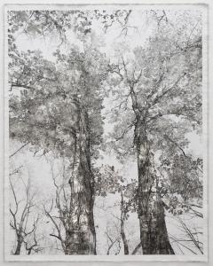 Bill Claps Van Cortland Oaks II - 4461186