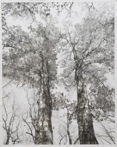 Bill Claps Van Cortland Oaks II - 4461308