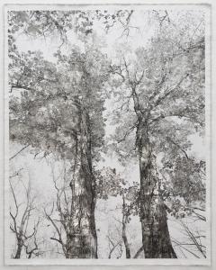 Bill Claps Van Courtland Oaks I - 3376303