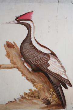 Black And Red Crested Pileated Woodpecker Painting - 3176693