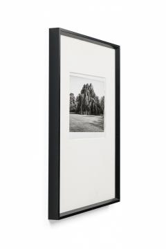 Black And White Photograph Of A Tree In A Landscape - 3174083