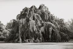Black And White Photograph Of A Tree In A Landscape - 3174086