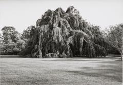 Black And White Photograph Of A Tree In A Landscape - 3178983