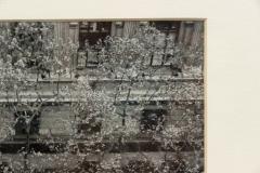 Black And White Photograph Of Streetscape With Flowering Tress - 3173889