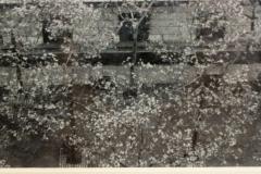 Black And White Photograph Of Streetscape With Flowering Tress - 3173890