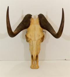 Black Wildebeest Skull and Horns - 242246